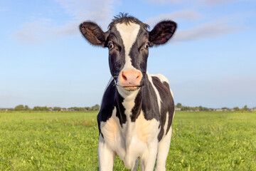 Funny cow surprised in green field, looking in front, and a blue sky - obrazy, fototapety, plakaty