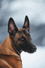Portrait of a Malinois dog in the snow