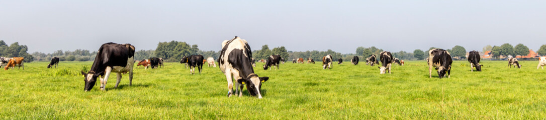Cows grazing in a field, a herd and a wide panoramic view