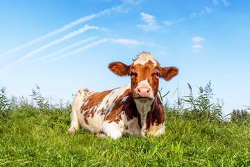 Sassy cow lying down, red and white looking, in a green field, a blue sky