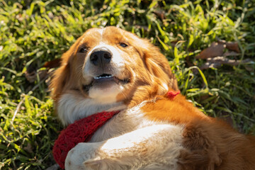 Golden Retriever Playing Outside