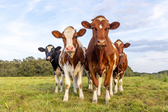 Herd of cows together in a field, happy and joyful and a cloudy sky