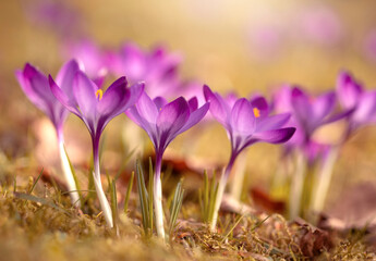 Wiosenne kwiaty. Fioletowe Krokusy , tapeta, dekoracja.