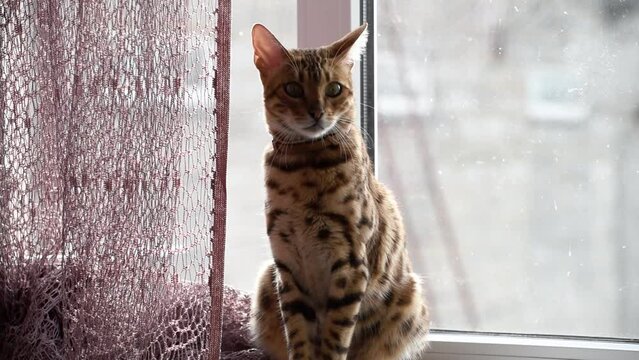 Portrait of bengal cat sitting on windowsill, adult feline cat. Horizontal video
