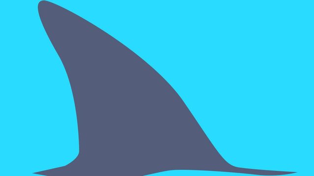 Video transition with Shark fin on a blue screen. The concept of a predator stalking a prey. Stock video of dangerous swimming in the ocean in 4K with alpha channel. Cut to a shot of a shark.