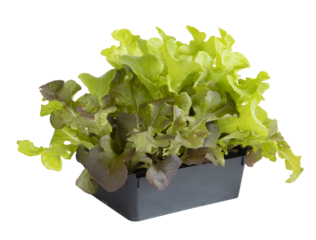 Barquette de plants de salade batavia