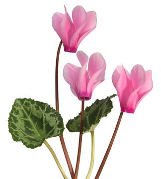 Mini Cyclamens roses