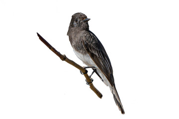 Black Phoebe (Sayornis nigricans) High Resolution Photo, Perched on a Transparent Background - 746746455