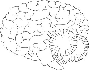 Human brain. The structure of the brain. Line drawing of the brain