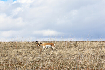 Pronghorn antelope on Antelope Island, Utah	