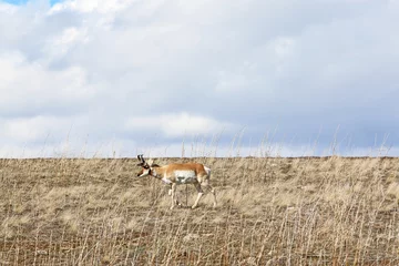 Papier Peint photo Lavable Antilope Pronghorn antelope on Antelope Island, Utah 