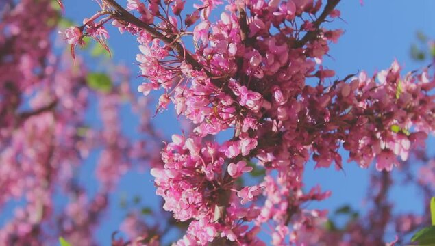 Flores de primavera