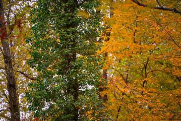 Ivy leaf on the tree trunk in the forest during fall season. Hedera helix plant in the wood