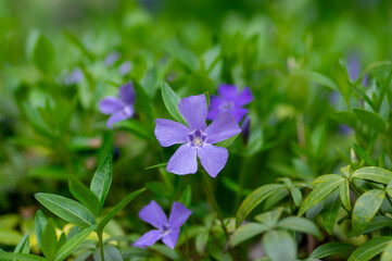 Vinca minor lesser periwinkle ornamental flowers in bloom, common periwinkle flowering plant, creeping flowers