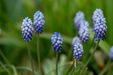 Muscari armeniacum Valerie Finnis ornamental springtime flowers in bloom, Armenian grape hyacinth light blue flowering plants