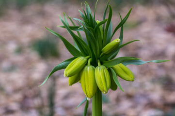 Fritillaria imperialis Maximea Lutea crown imperial flower in bloom, beautiful tall yellow flowering spring bulbous plant