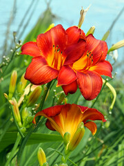 Closeup red orange daylily (hemerocallis) with the stamens in a french garden