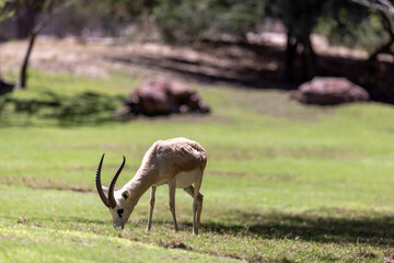 Sand gazelle eating grass in the nature in UAE