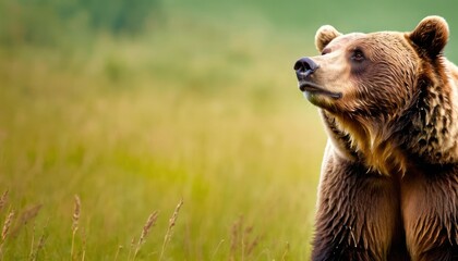 a close up of a brown bear in a field of tall grass with a blurry sky in the background. - obrazy, fototapety, plakaty