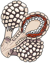 Cattle udder or bovine udder, detail of the mammary alveoli with galactophore cells and muscle fibers