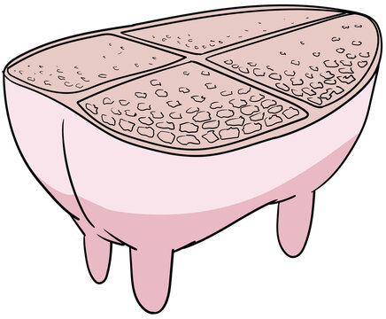 Cattle udder or bovine udder veterinary anatomy image of a cut bovine udder with mammary alveoli, milk ducts of the interior structure