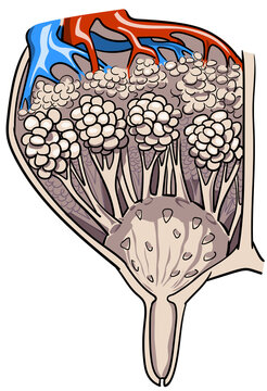 Cattle udder or bovine udder veterinary anatomy image of a cut bovine udder with mammary alveoli, milk ducts, mammary cistern of the interior structure
