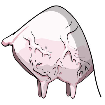 Cattle udder or bovine udder exterior structure with breast sources veterinary