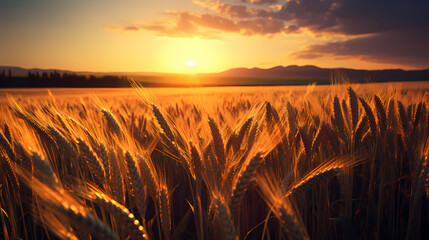 Close-up of a wheat field with sunlight shining through the ears in the foreground