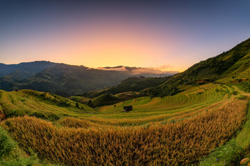 Rice fields on terraced of Mu Cang Chai, YenBai, Vietnam.