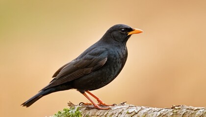 Fototapeta premium a black bird sitting on top of a tree branch in front of a brown and tan background with a yellow beak.