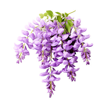 Wisteria flowers on white or transparent background