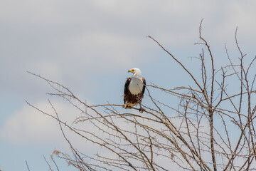 wildlife at lake Manyara in Tanzania