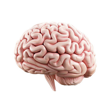 3d rendered illustration of a brain