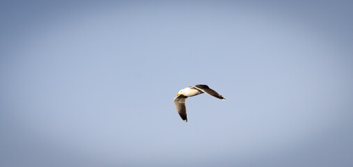 seagull in flight