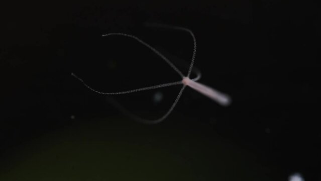 Freshwater hydra. Small aquarium parasite.