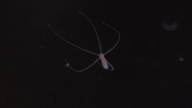 Freshwater hydra. Small aquarium parasite.