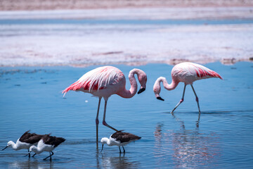 Fototapeta premium Flamingos in the Atacama salt flat, Chile