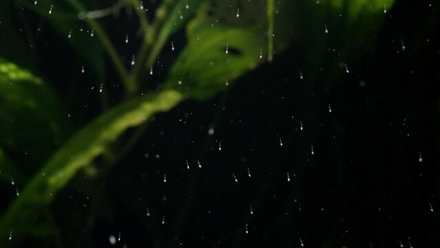 Newborn Amano shrimp larvae that strive for light and swim upside down.