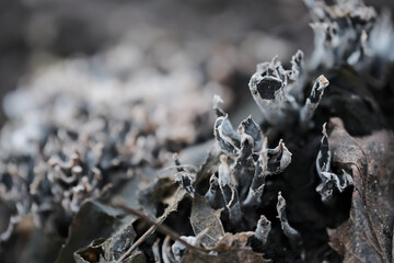 Xylaria hypoxylon mushroom on black soil