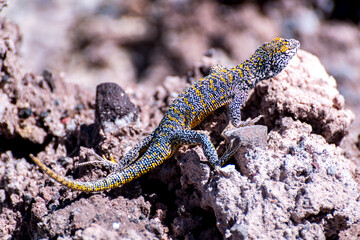 Naklejka na ściany i meble lizard in the Atacama salt flat, Chile