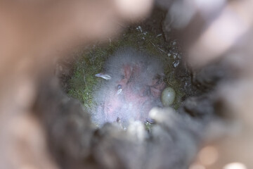 Common hoopoe newborns in their nest without feathers yet and with their eyes closed. Sleeping baby birds. Upupa epops breeding. © LaSierragPhotoGraphy