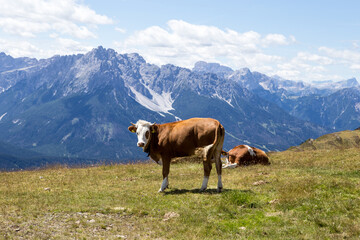 Fototapeta na wymiar Kühe in Osttirol