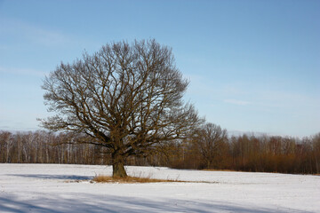 Sunny winter day. Among the field the old oak grows. The thin snow layer covers the field. The forest is visible in the distance.