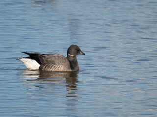 Brent goose, Branta bernicla