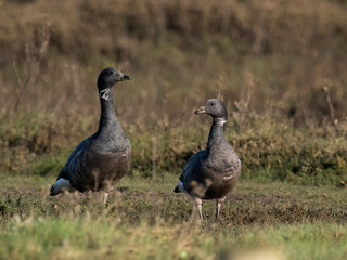 Brent goose, Branta bernicla