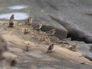 Twite, Linaria flavirostris
