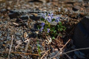 Spring purple flower. Violet - Viola odorata grows on a green field in the grass.