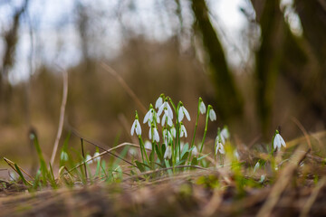 Snowdrop - Galanthus nivalis first spring flower. White flower with green leaves.