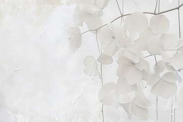 A bunch of white flowers hanging from a tree. Barely there florals on white background. White lunaria flowers