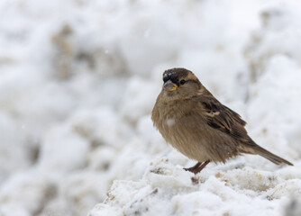 sparrow on snow
